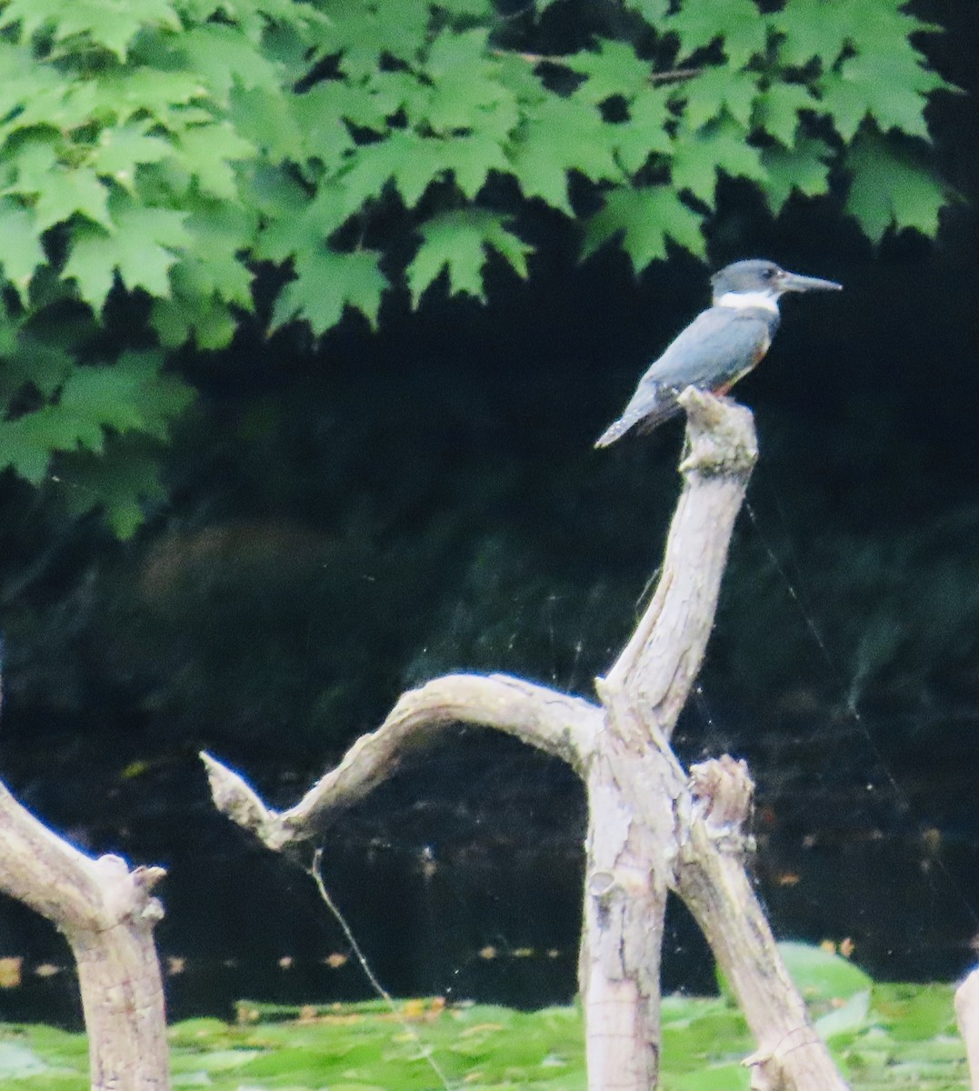 Belted Kingfisher - LouAnn O'Hora