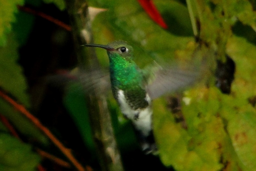 kolibřík zrcadlový - ML250519751