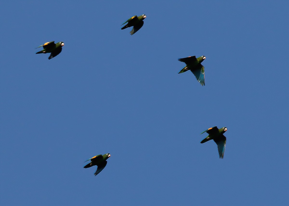 Golden-winged Parakeet - Per Smith