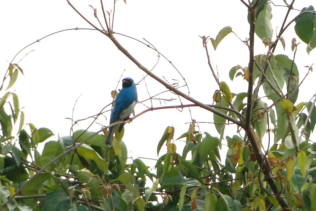 Swallow Tanager - ML250521121