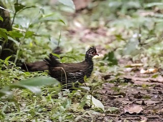 Nahan's Partridge - eBird