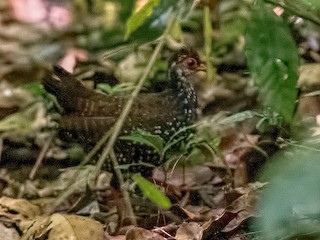  - Nahan's Partridge