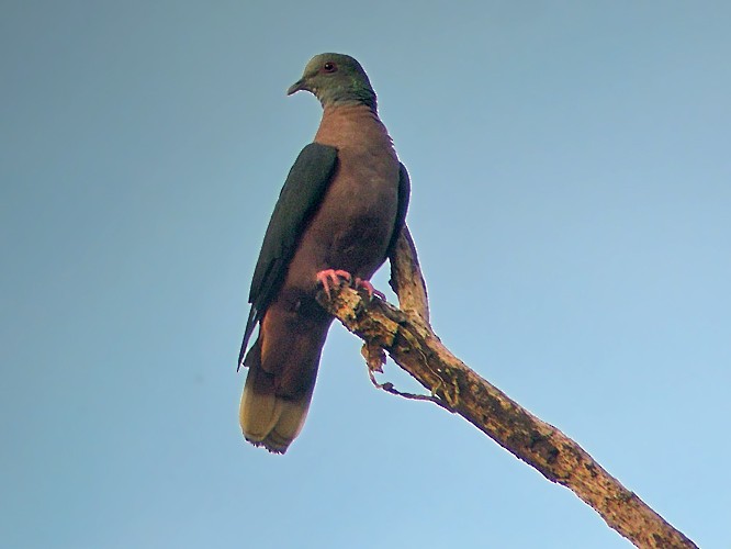 Bronze-naped Pigeon - Nik Borrow