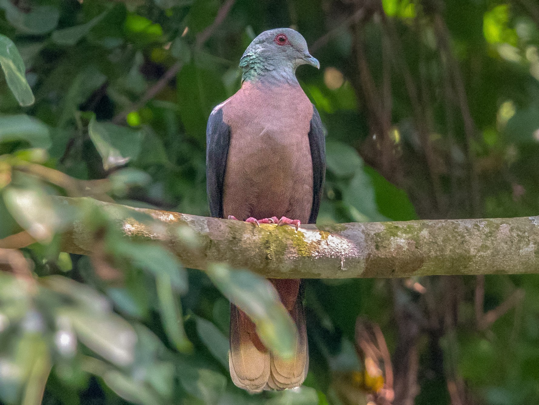 Bronze-naped Pigeon photo image