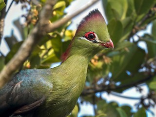 フィッシャーエボシドリ - eBird