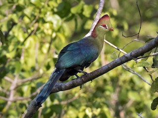  - Fischer's Turaco (Fischer's)