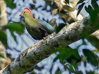 フィッシャーエボシドリ - eBird