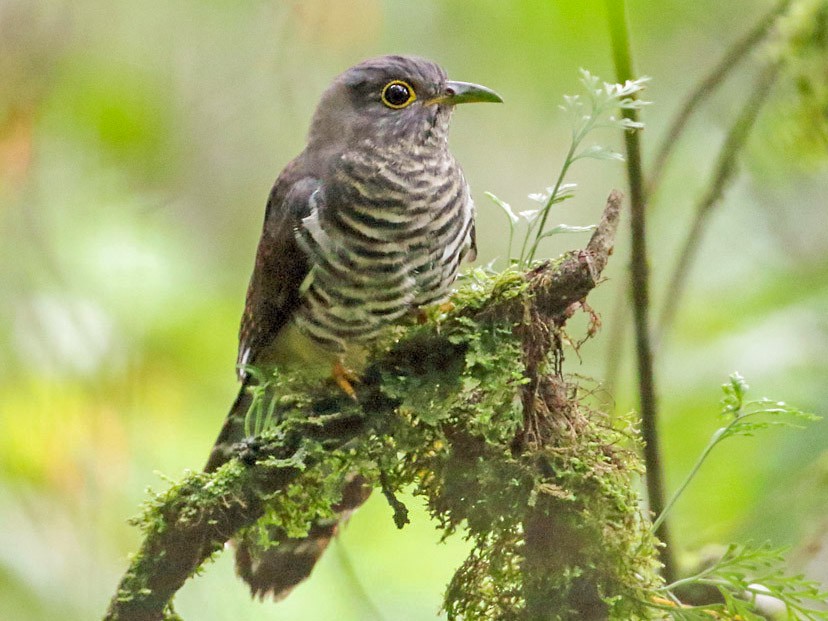 Dusky Longtailed Cuckoo eBird