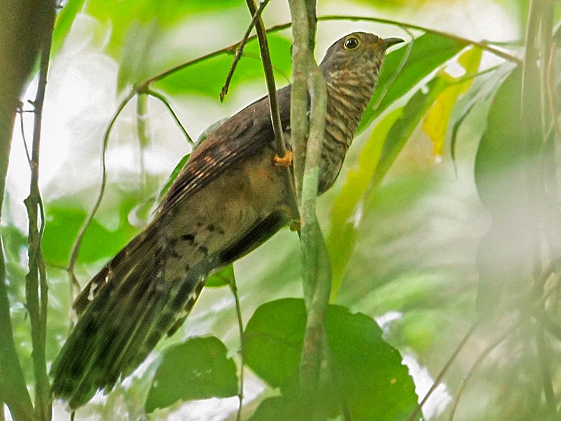Dusky Long-tailed Cuckoo - Nik Borrow