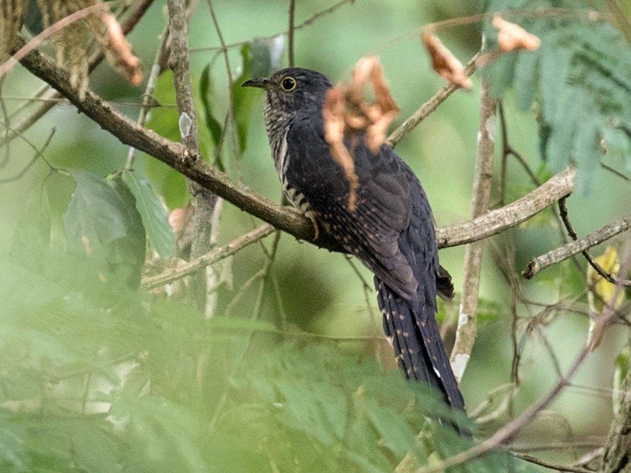 Dusky Long-tailed Cuckoo - Ian Davies