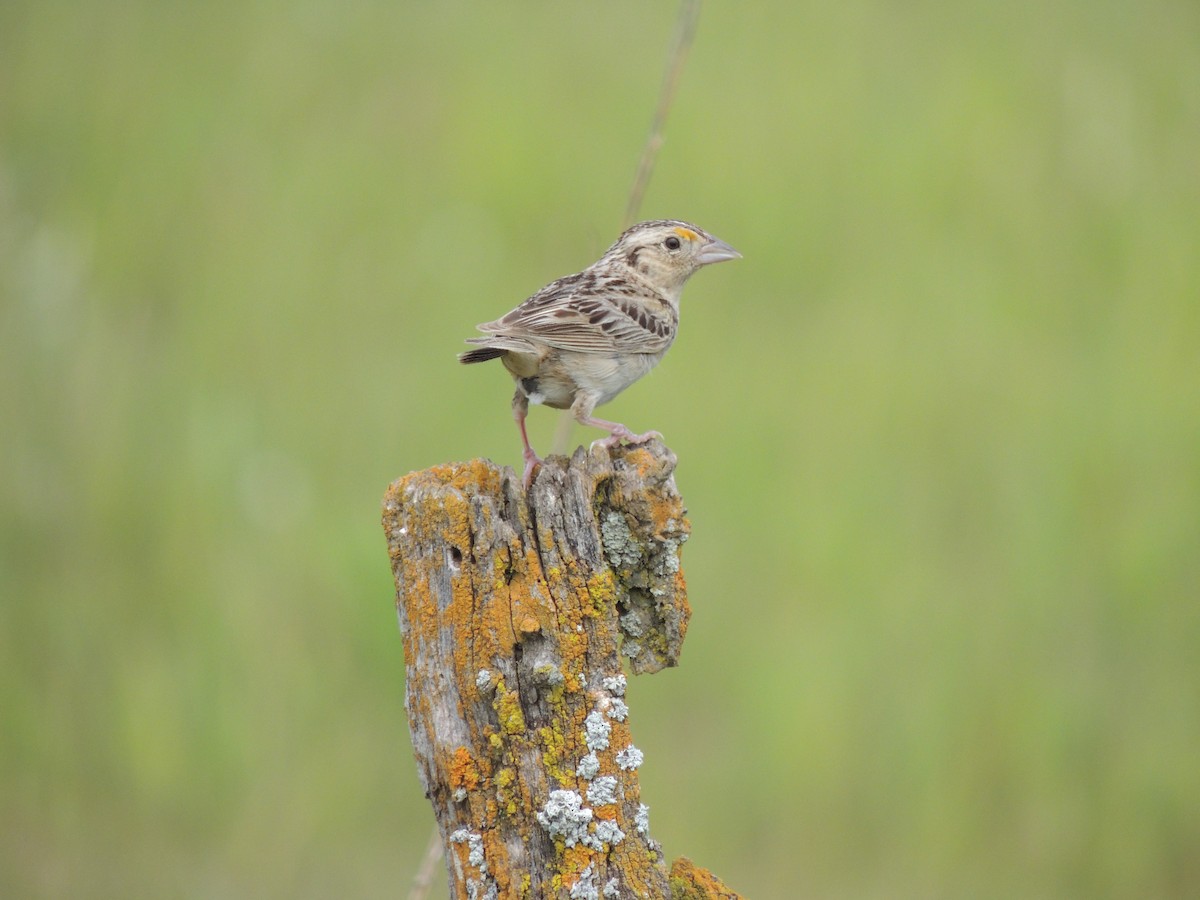Grasshopper Sparrow - Kimberly Emerson