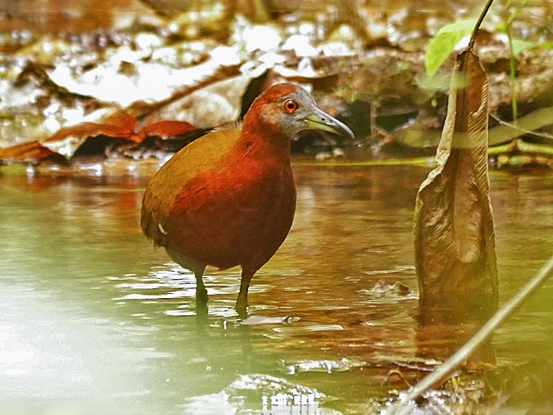 gray-throated rail - eBird