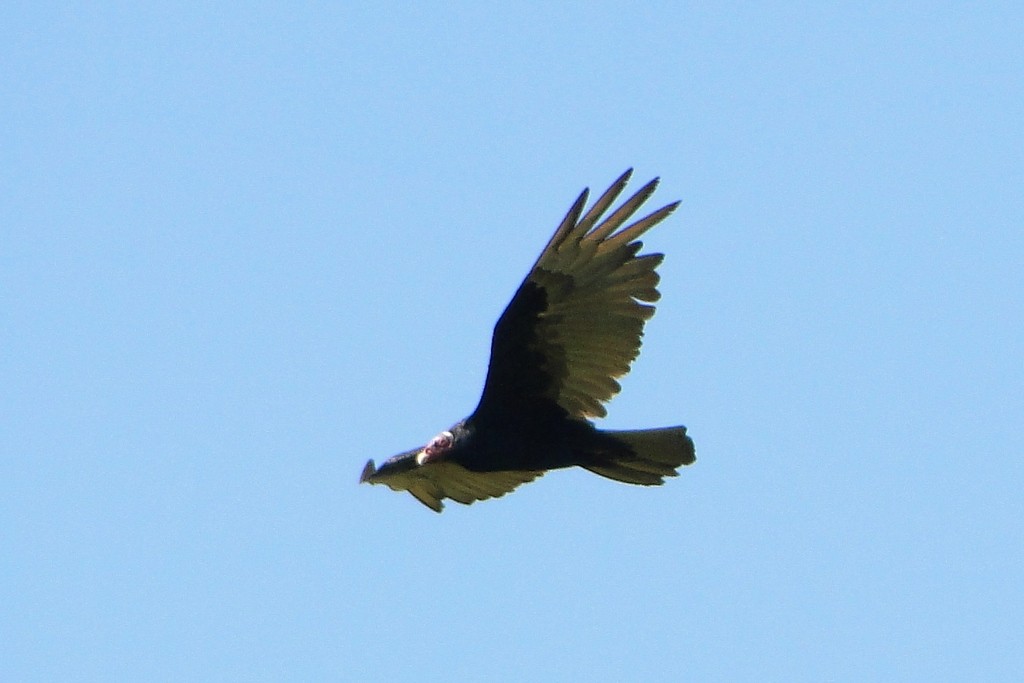 Turkey Vulture - ML250526331
