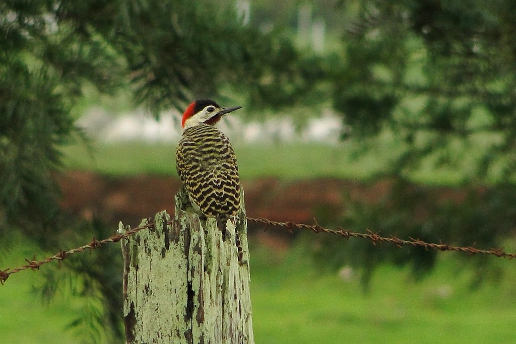 Green-barred Woodpecker - ML250527381