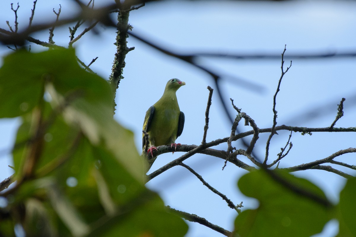 Thick-billed Green-Pigeon - Vatcharavee Sriprasertsil