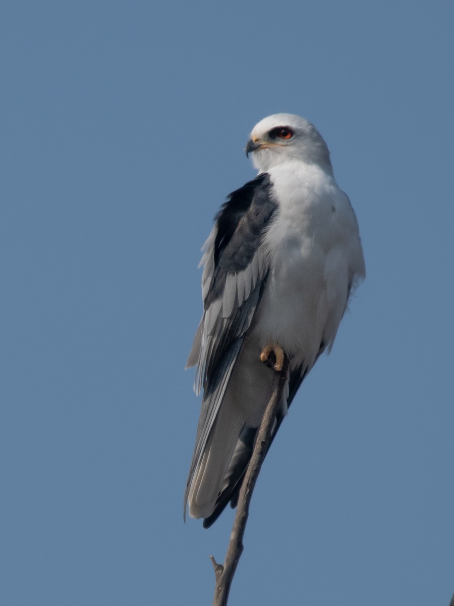 White-tailed Kite - ML250530471