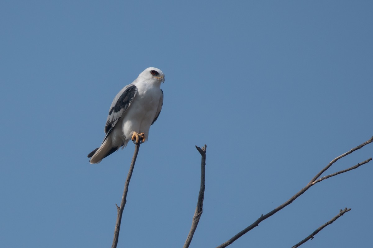 White-tailed Kite - ML250530491