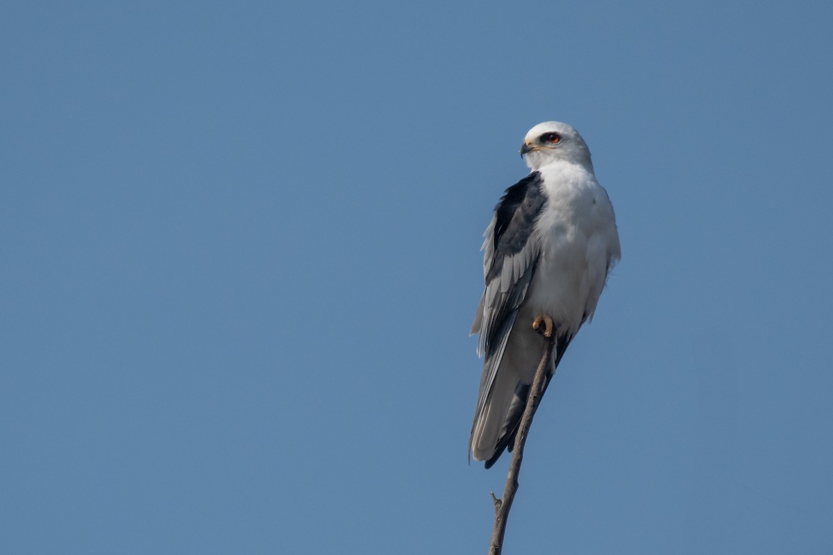 White-tailed Kite - ML250530501
