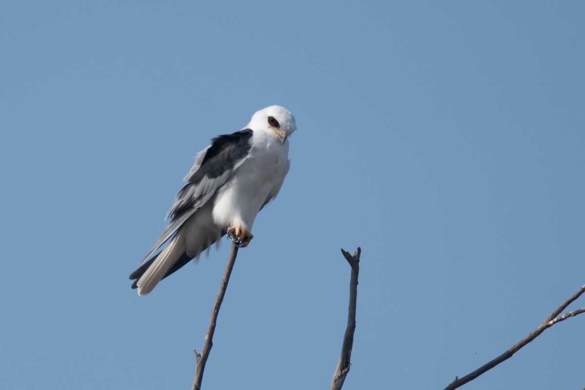 White-tailed Kite - Pablo Re