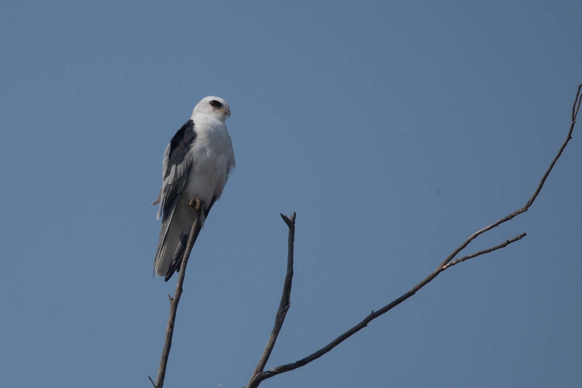 White-tailed Kite - ML250530521