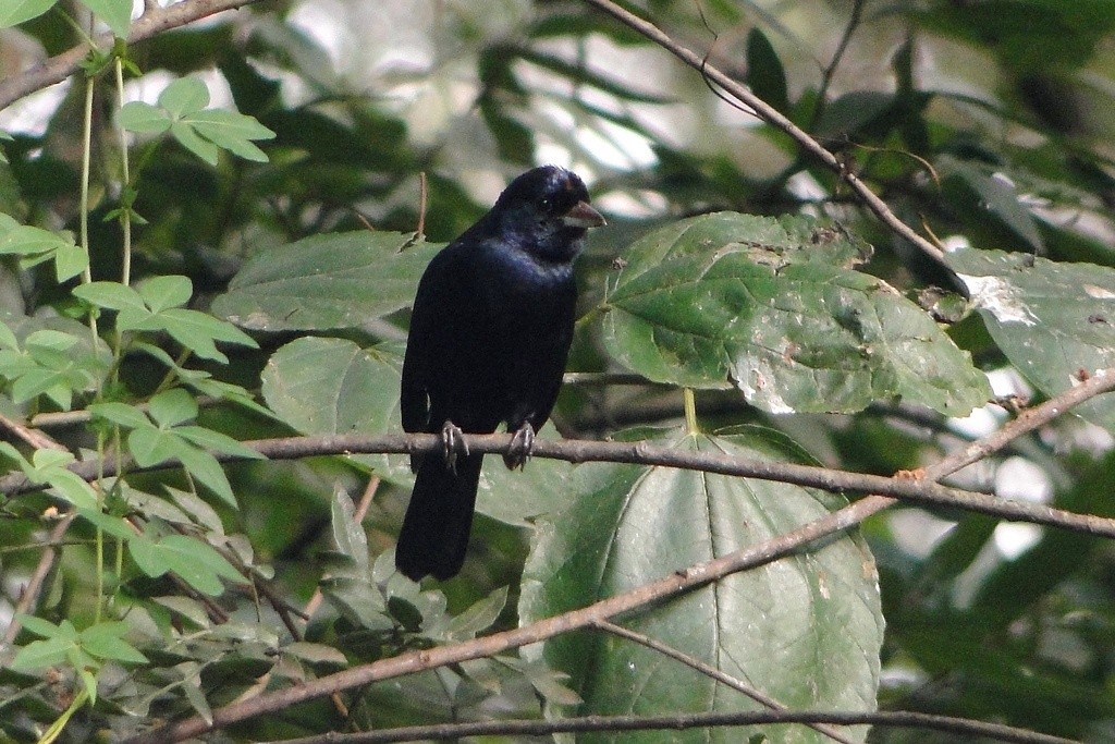 Ruby-crowned Tanager - ML250532321
