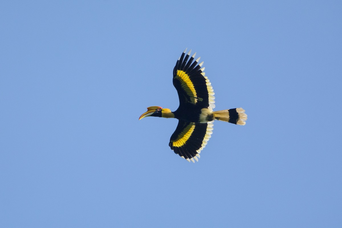 Great Hornbill - Vatcharavee Sriprasertsil