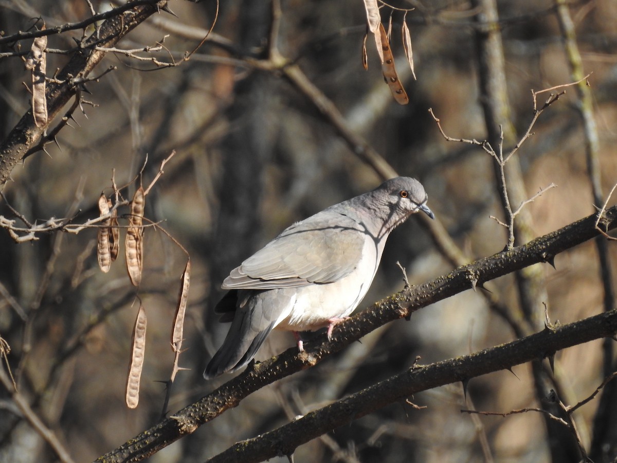 White-tipped Dove - dario wendeler