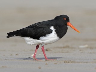  - Chatham Oystercatcher