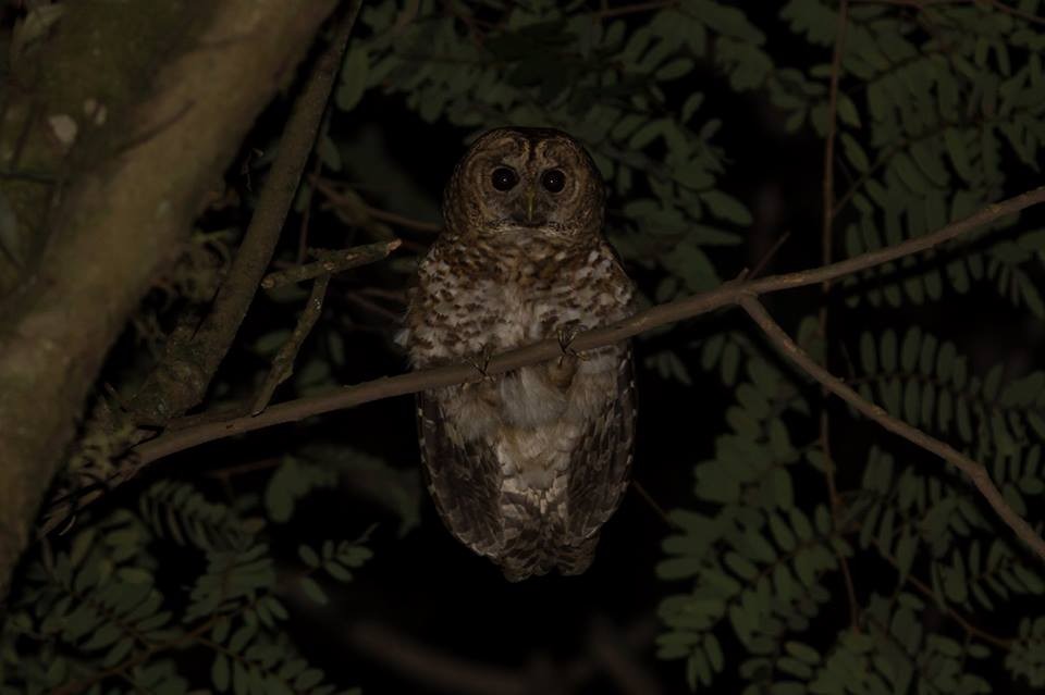 Rusty-barred Owl - ML250535451
