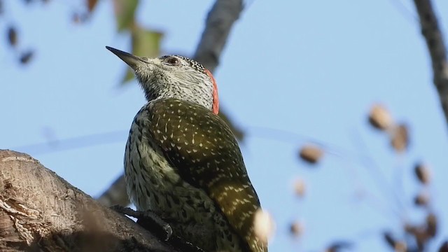 Golden-tailed Woodpecker - ML250535911