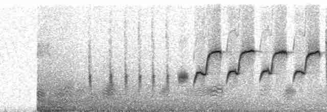 Grass Wren (Paramo) - ML250538