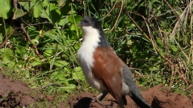 White-browed Coucal (Burchell's) - ML250542301
