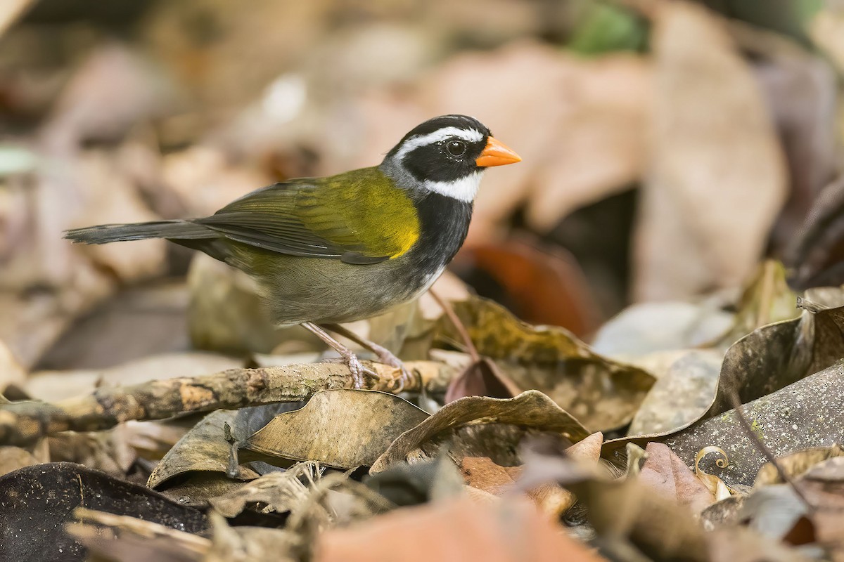 Orange-billed Sparrow - Pascal De Munck