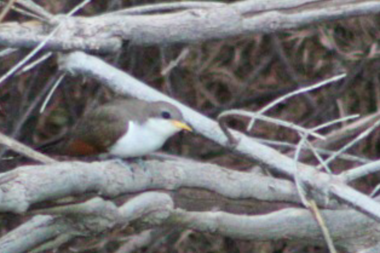Yellow-billed Cuckoo - ML250553791