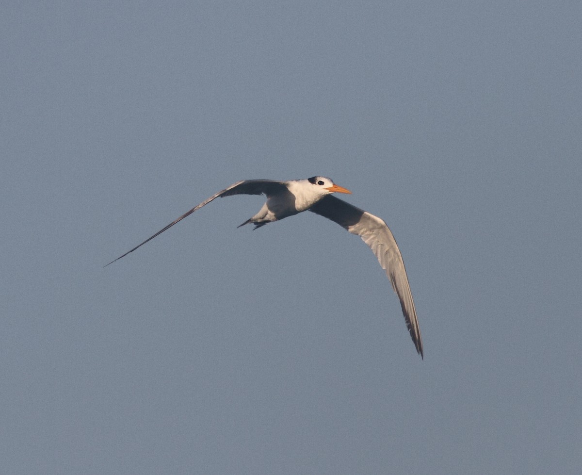 Lesser Crested Tern - William Price