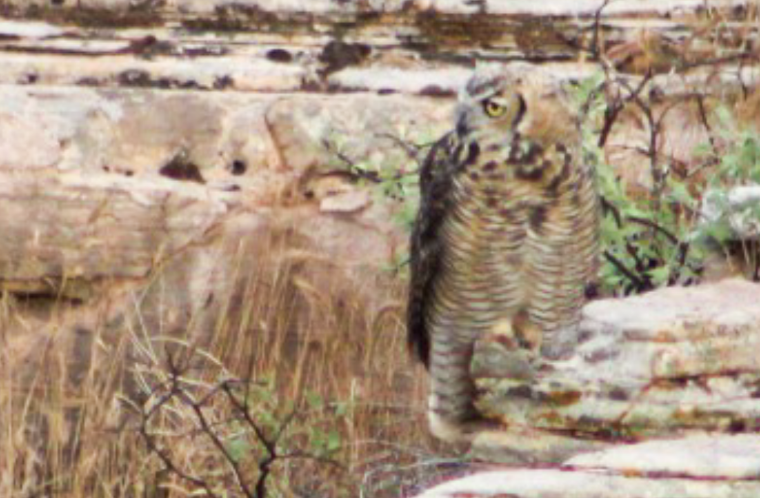 Great Horned Owl - ML250554641