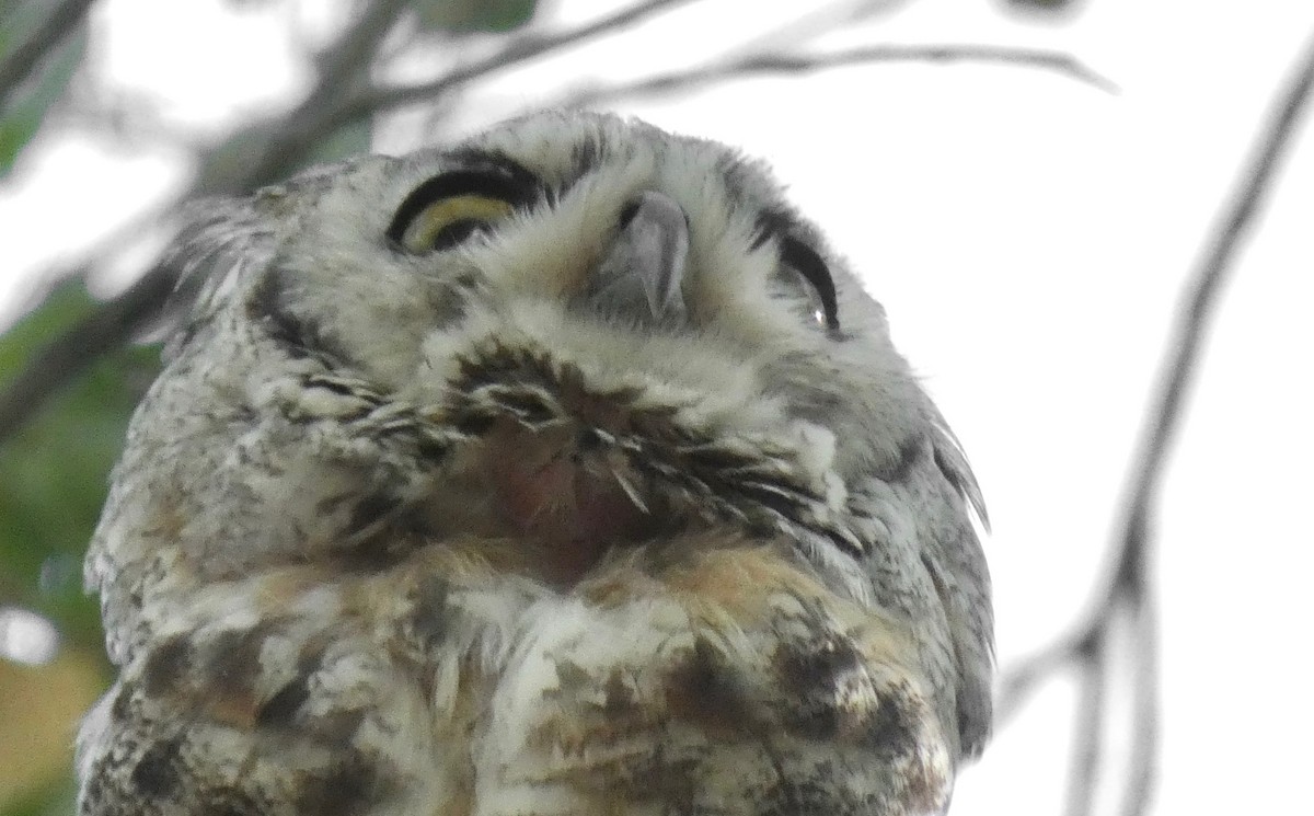 Great Horned Owl - ML250558291