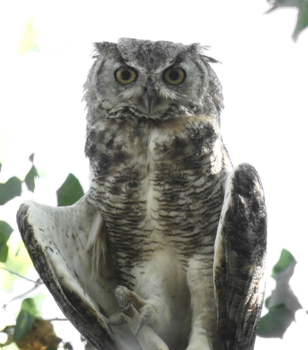 Great Horned Owl - ML250558371