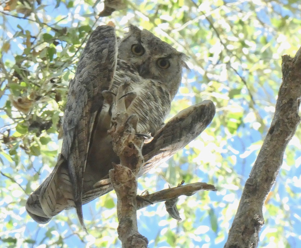 Great Horned Owl - ML250558381