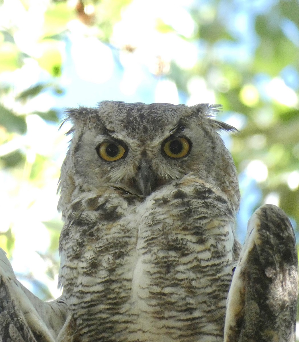 Great Horned Owl - ML250558401