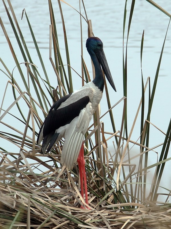 Black-necked Stork - ML250558961