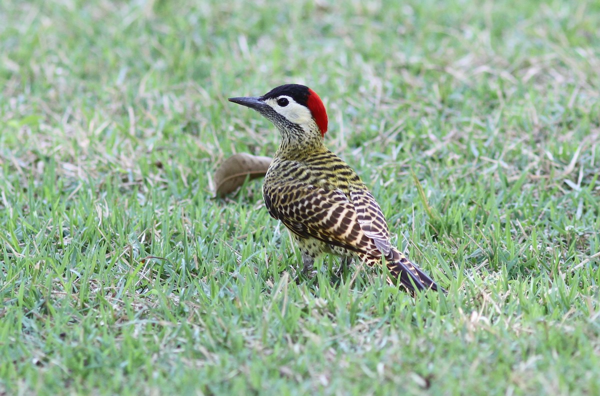 Green-barred Woodpecker - ML250564041
