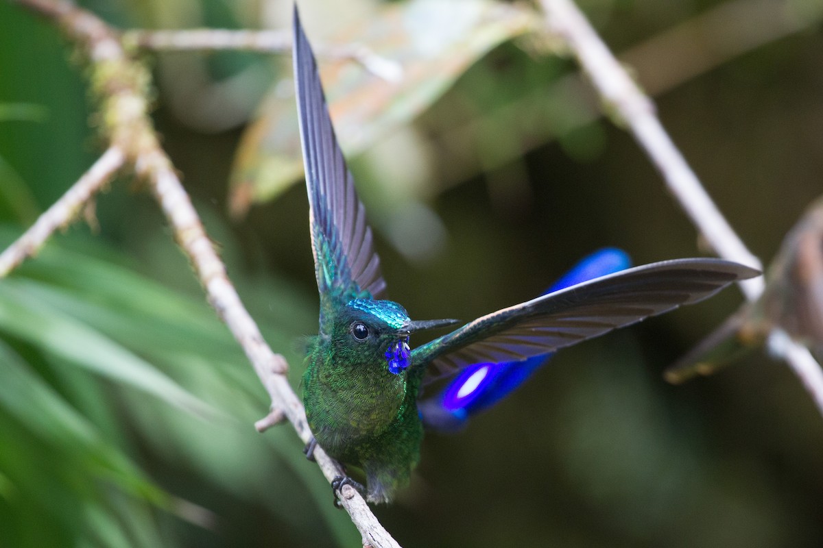 Violet-tailed Sylph - ML250576751