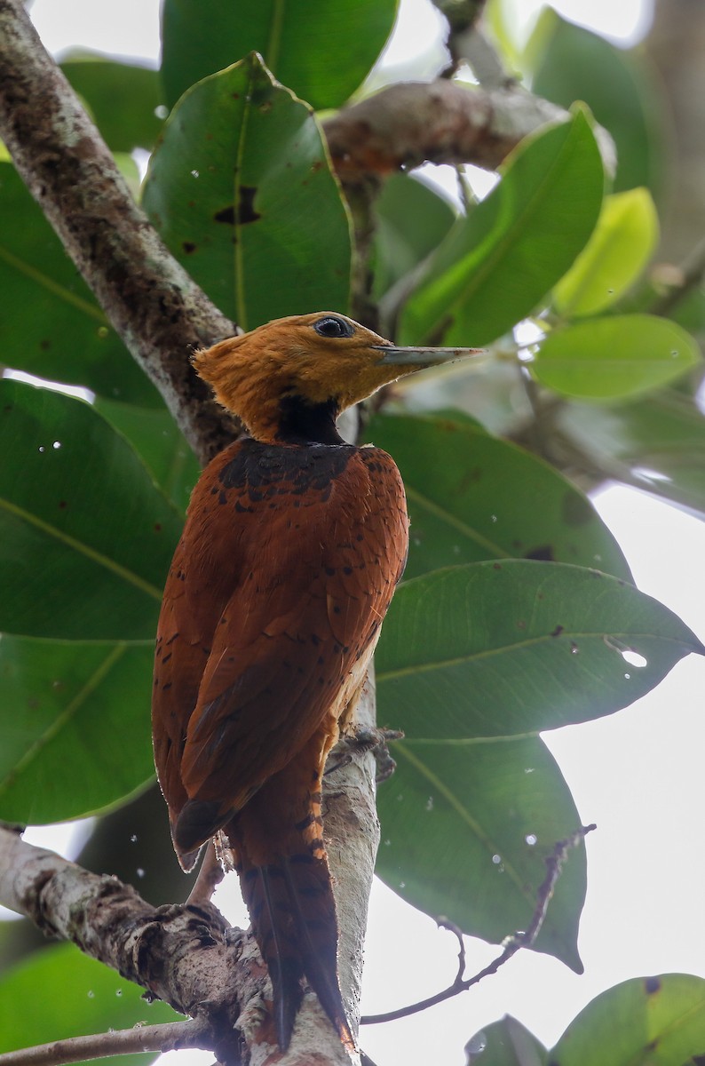 Ringed Woodpecker (Amazonian Black-breasted) - ML250577301