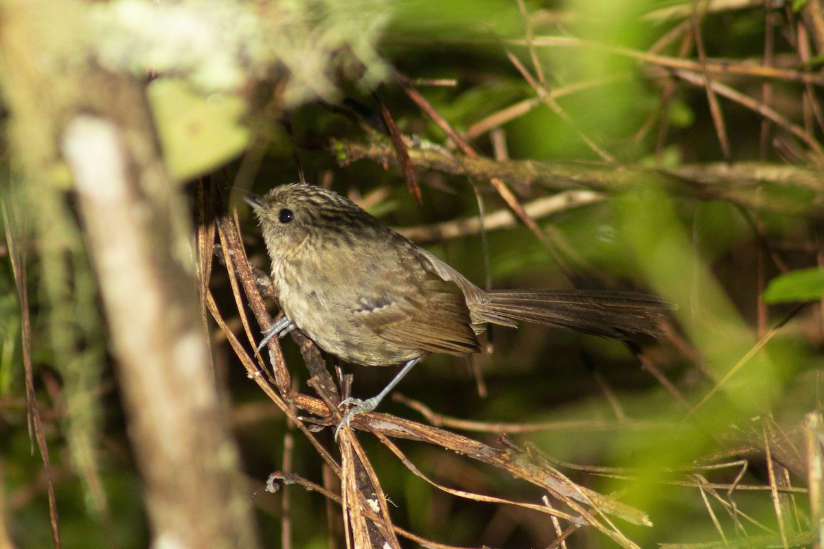 Dusky-tailed Antbird - ML250578151