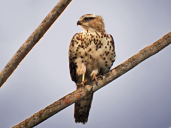 Congo Serpent-Eagle - Nik Borrow