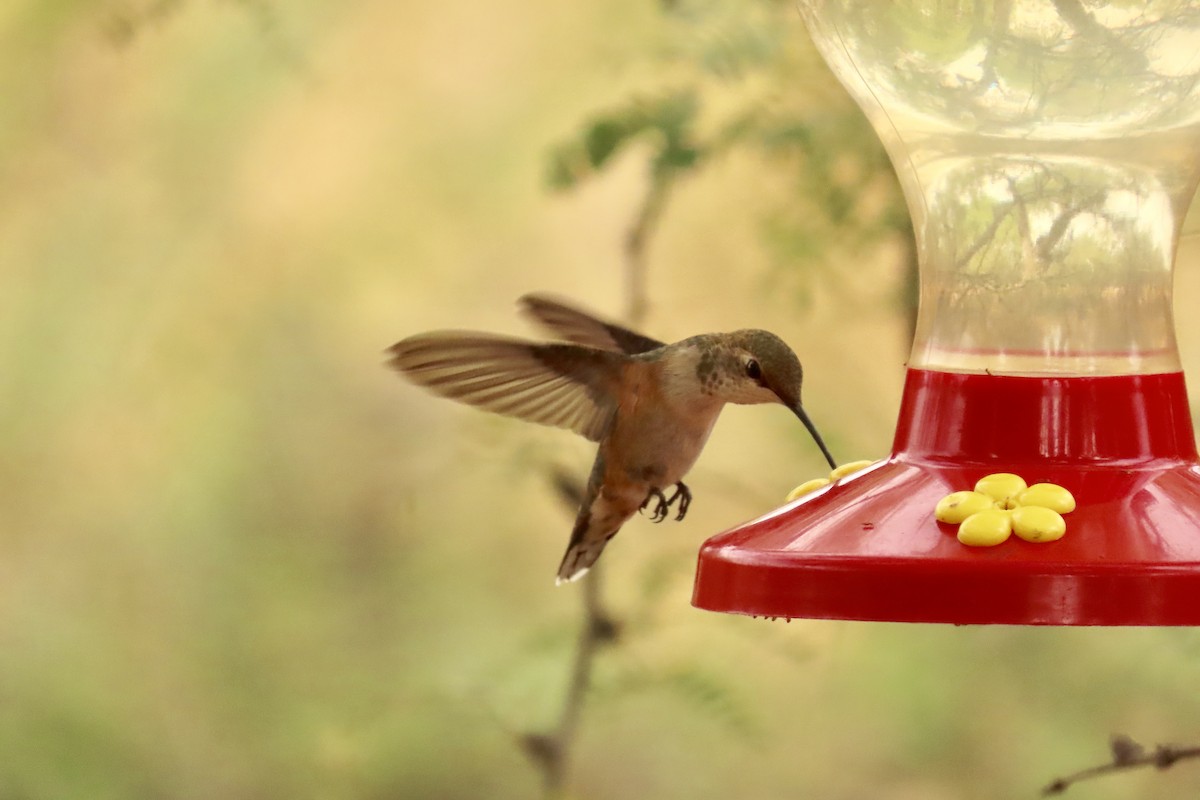 Rufous Hummingbird - ML250581421
