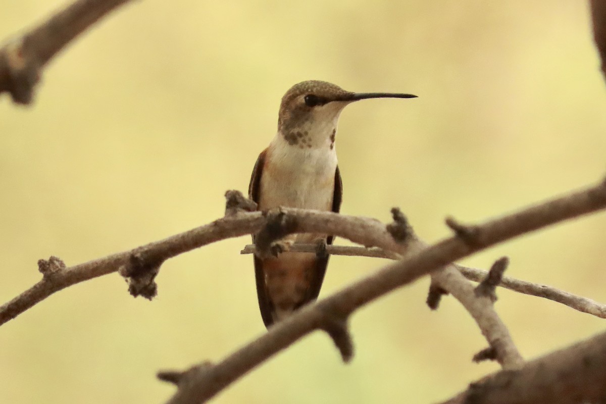 Rufous Hummingbird - Jonathan Montgomery