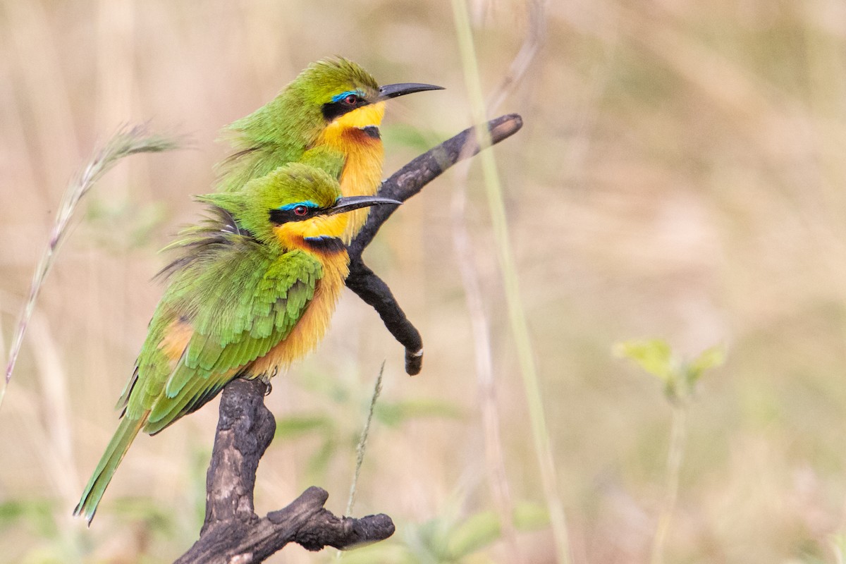 Little Bee-eater - Peter  Steward