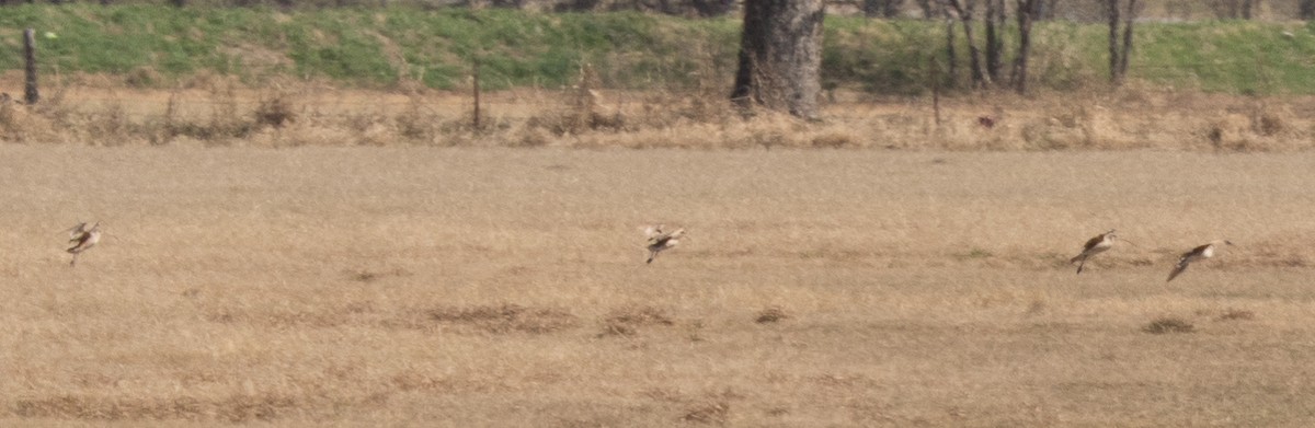 Long-billed Curlew - ML25058991